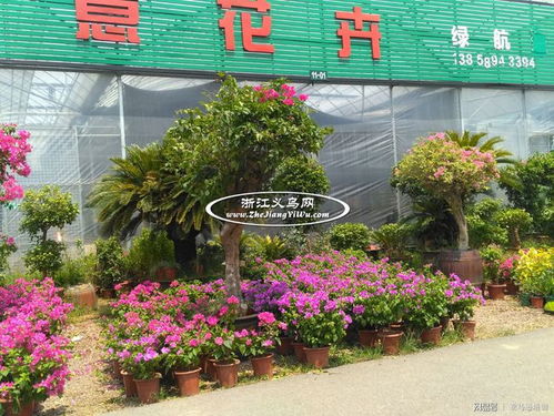  武汉最大的鲜花批发市场——探寻武汉花鸟市场--第1张