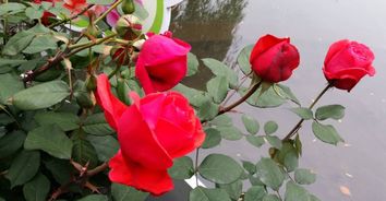  单支红玫瑰花图片，浪漫与情感的完美结合，红玫瑰花浪漫情感之夜的图片展示--第1张