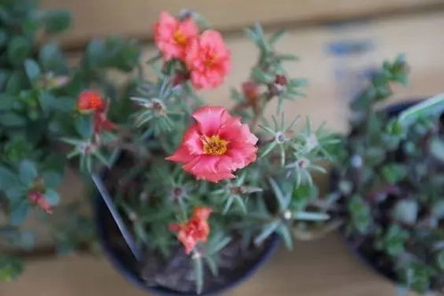  最适合懒人养的50种花--第1张