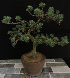  金银木老桩盆景，岁月沉淀的艺术瑰宝--第1张