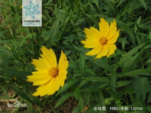  花种类大全图片及名称--第1张