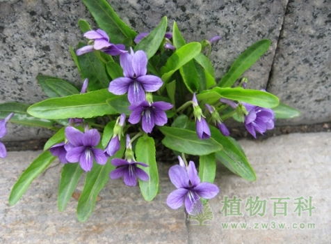  紫花地丁草图片欣赏，紫花地丁草的美丽图片欣赏--第1张