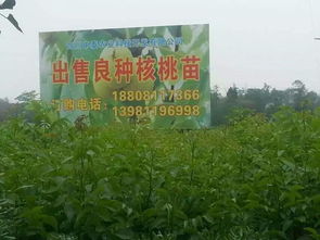  专业苗木网，一站式苗木采购平台，助力绿色生态建设，专业苗木网，助力绿色生态建设的绿色采购平台--第1张