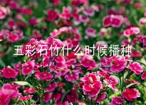  石竹种子的种植方法和时间--第1张