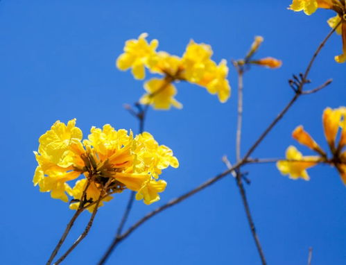  黄花风铃木的花语，生命之歌，黄花风铃木的花语，生命之歌--第1张