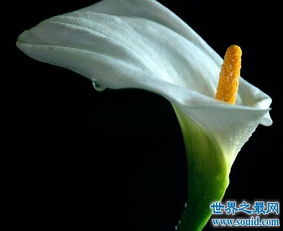  白色马蹄莲有毒吗？--第1张