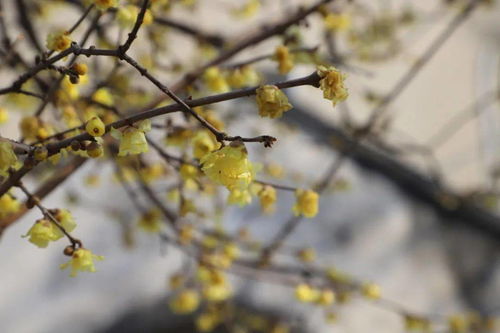  腊梅花开舞蹈视频七级，冬日里的温暖与生机，冬日生机，腊梅花开舞蹈视频的温暖呈现--第1张