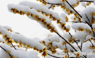  腊梅种子如何发芽，腊梅种子如何生根发芽--第1张