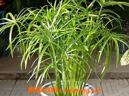  旱伞草开花——美丽与生命的赞歌，旱伞草开花，美丽与生命的赞歌的绽放--第1张
