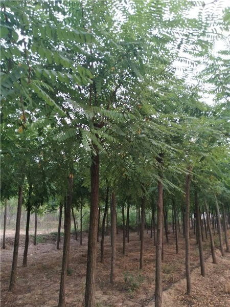  红花刺槐，生态、经济与景观的多重价值--第1张