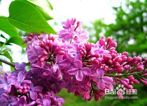  丁香花的作用与功效--第1张