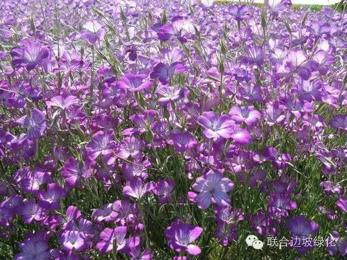  绿化花卉品种大全，绿化花卉品种大全，精选花卉品种指南--第1张