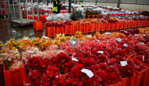  云南斗南花卉批发市场，花卉天堂的魅力与活力，云南斗南花卉批发市场，花卉天堂的魅力与活力的独特之处--第1张