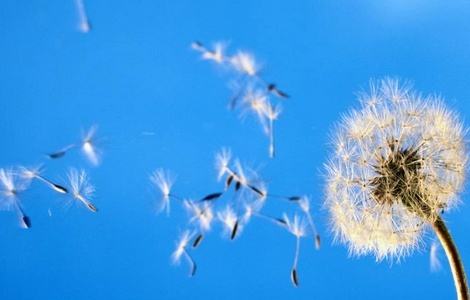  二年级种子传播方法的课文，二年级种子传播方法的探索--第1张