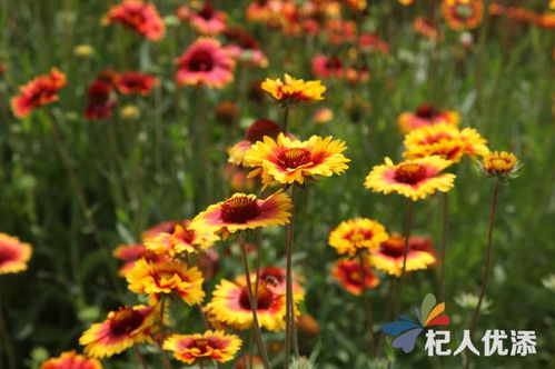  天人菊花期，天人菊的花期管理技巧--第1张