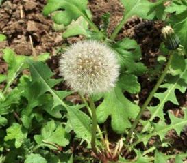  我还知道什么植物靠什么传播种子，植物种子传播的秘密，你还知道哪些植物靠什么传播种子？--第1张