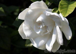  栀子花花语是什么意思