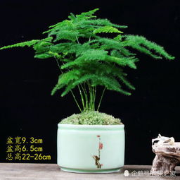  文竹的养殖方法，如何养殖文竹，掌握这些关键技巧让你轻松养出绿意盎然的文竹--第1张