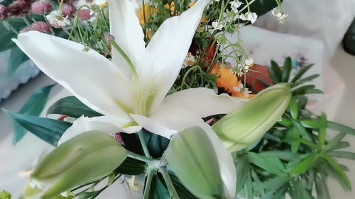  粉百合的花语与寓意，粉百合的花语，纯洁、庄严、美好、高贵。寓意，粉百合象征着高贵、美丽、纯洁和优雅，代表着美好的祝福和永恒的爱情。--第1张