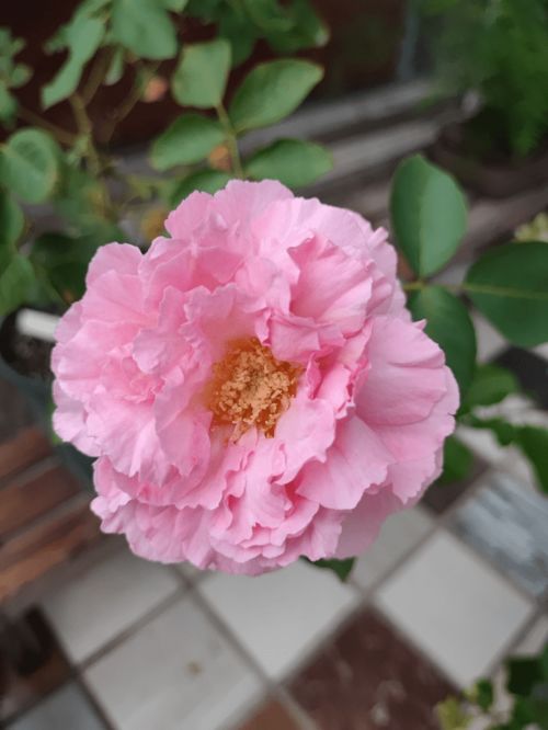  各个月份的生辰花，月份的生辰花，一月——腊梅、二月——杏花、三月——桃花、四月——牡丹花、五月——石榴花、六月——蔷薇、七月——荷花、八月——桂花、九月——菊花、十月——晚香玉、十一月——梅花、十二月——茶花。--第1张