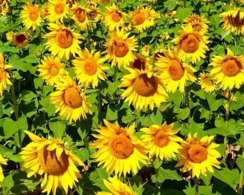  太阳花语和寓意，太阳花语，积极向上，追求光明--第1张