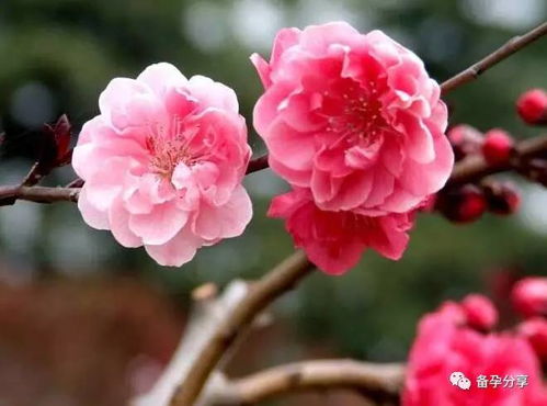  ，1-100送花的含义--第1张