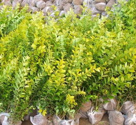  金叶女贞属什么科植物？--第1张