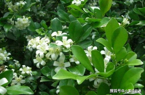 九里香花的养护技巧，打造美丽花园的秘诀--第1张