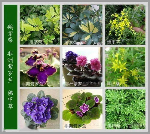 100种花的名字和图片大全--第1张