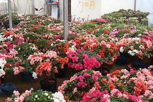  597花木网，一站式花卉苗木采购平台--第1张