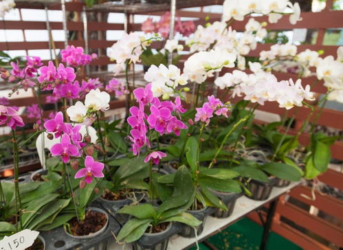  花店常用鲜花大全--第1张