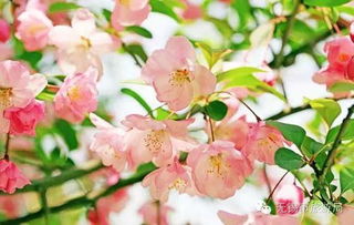  海棠花的寓意，海棠花的温馨柔美寓意--第1张