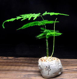  文竹发黄的原因及解决方法