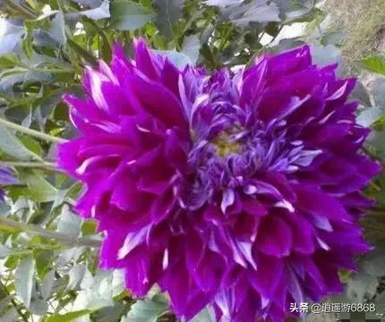  紫色花的美与种类--第1张