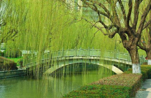 仿写柳树妈妈传播种子的办法--第1张