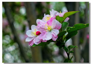  海棠花花语，海棠花的美好寓意标题，海棠花语，美好与温馨的象征--第1张