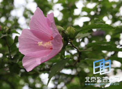  木槿花诗句名言--第1张