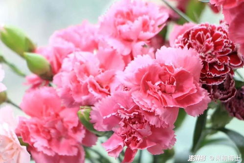  ，母亲节送什么颜色的康乃馨，母亲节送红色或粉色康乃馨最合适，表达对母亲的爱与尊敬--第1张