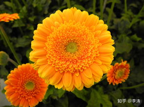  花的种类大全及名称--第1张