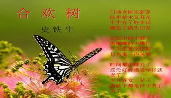 合欢树PPT，生命之树与心灵之友--第1张