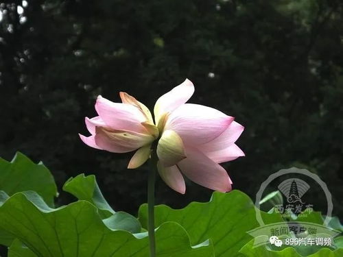  并蒂莲很罕见吗--第1张