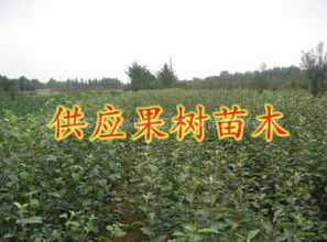 苗木商机网，把握商机，开启苗木行业新篇章，苗木商机网，把握商机，开启苗木行业新篇章，助您轻松拓展业务！--第1张