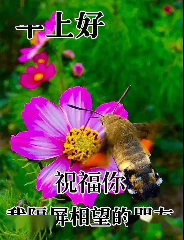  100张精选的美丽鲜花图片--第1张