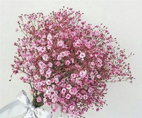  满天星的花语是什么象征，满天星的花语是，温馨、清纯、思念和纯洁的友谊。它象征着甘愿做配角的爱，以及默默无闻、无私奉献、充满爱意的人。--第1张