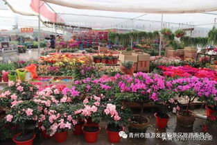  西安市花卉市场，繁荣与创新的交汇点--第1张