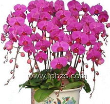  缤纷花语，美丽图片——所有花的花语与图片大全，缤纷花语，美丽图片——花语与图片的美丽世界--第1张