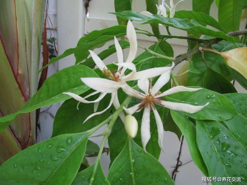  盆栽白兰花图片，盆栽白兰花的美景，绽放的花朵与优雅的盆栽风格--第1张