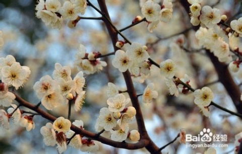  梅花和桃花的区别，梅花和桃花的区别，形态特征、生长环境、花期、观赏价值等。--第1张