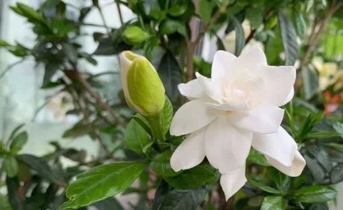  栀子花怎么养才能更旺盛开花，栀子花养护秘籍，轻松让你的栀子花更旺盛开花--第1张