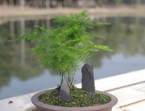  夏天文竹叶子发黄怎么办，夏天文竹叶子发黄，解决方法和养护建议--第1张